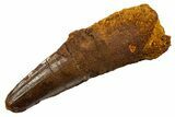 Fossil Spinosaurus Tooth - Real Dinosaur Tooth #330080-1